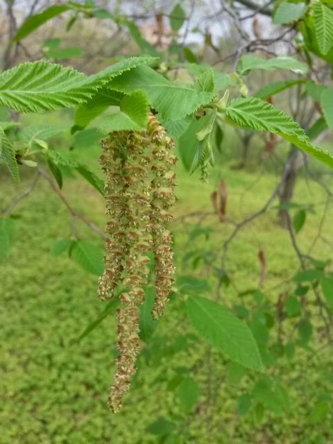 Carpino nero (Ostrya carpinifolia)